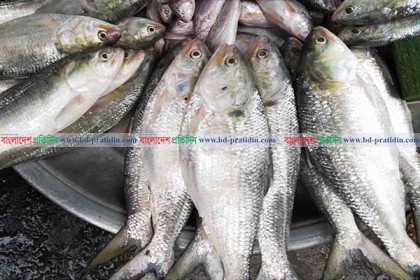 যে কারণে মেঘনা-তেতুঁলিয়ায় কমেছে ইলিশ
