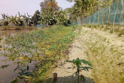 গলাচিপায় মাছ ও সবজি চাষে স্বাবলম্বী জিয়া