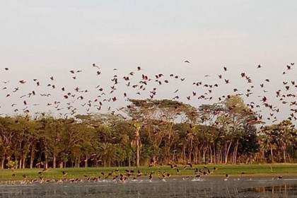 অতিথি পাখির কোলাহলে মুখর বোয়ালমারীর চিতলিয়া 