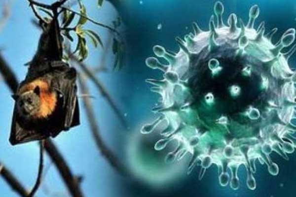 সন্দেহভাজন নিপাহ ভাইরাস রোগীকে চিকিৎসায় অনাগ্রহ, বিপাকে পরিবার