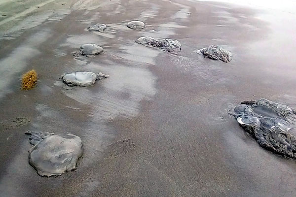 কুয়াকাটা সৈকতে অসংখ্য মৃত জেলিফিশ

