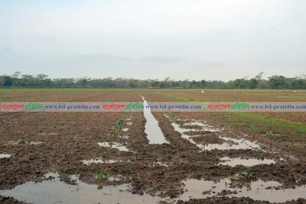 আলু ক্ষেতে পানি, বিপাকে কৃষক

