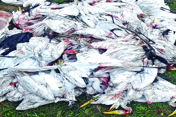 ছয় হাজার পাখি মরল নড়াইলে
