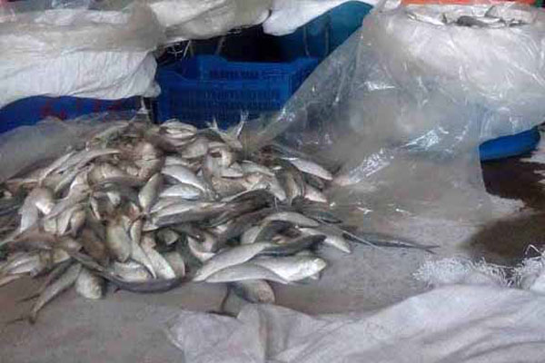 রায়পুরে ২০০ কেজি জাটকা জব্দ 

