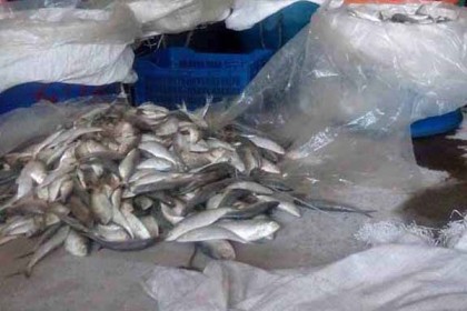 রায়পুরে ২০০ কেজি জাটকা জব্দ 

