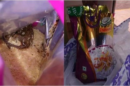 সিঙ্গাপুরে বাসমতি চালের ব্যাগে মৃত ইঁদুর!