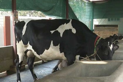 মন্ত্রীর সরকারি বাসভবনে গরুর খামার!
