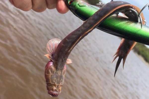 রহস্যময় প্রাণী, মাছ নাকি অন্যকিছু?
