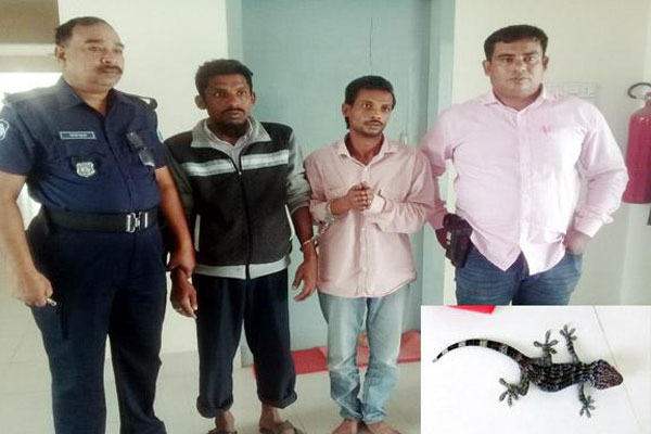 সিদ্ধিরগঞ্জে তক্ষকসহ ২ পাচারকারী গ্রেফতার