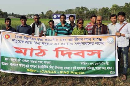 মাগুরায় বিনা মসুর-৮ এর মাঠ দিবস অনুষ্ঠিত