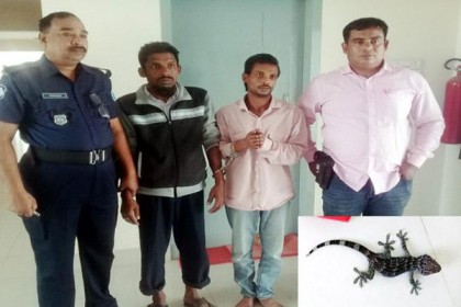 সিদ্ধিরগঞ্জে তক্ষকসহ ২ পাচারকারী গ্রেফতার