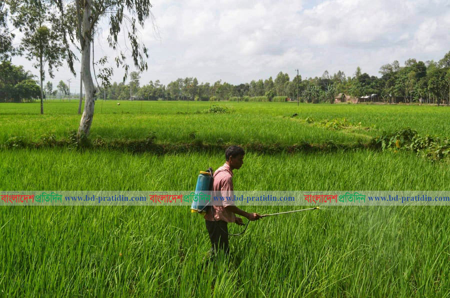 ঠাকুরগাঁওয়ে অত্যাধিক কীটনাশকে রোগাক্রান্ত হচ্ছে কৃষকরা