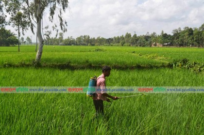 ঠাকুরগাঁওয়ে অত্যাধিক কীটনাশকে রোগাক্রান্ত হচ্ছে কৃষকরা