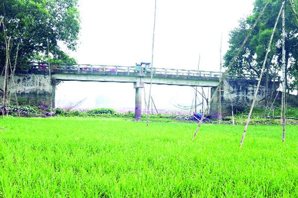 লৌহজং নদীর বুকে চাষাবাদ