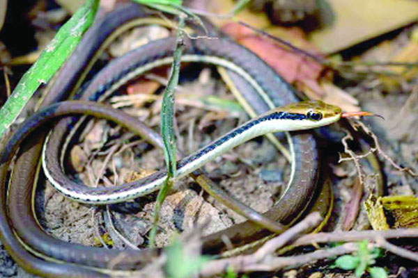 ডোরা বেত আঁচড়া