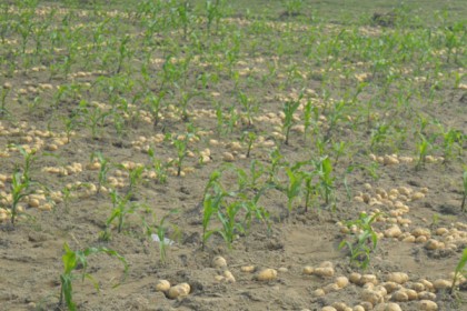 কুমিল্লায় আলুর সাথে ভুট্টা চাষ

