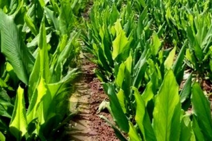 পাহাড়ে হলুদের বাম্পার ফলন
