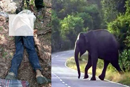 রাঙামাটির কাপ্তাইয়ে হাতির আক্রমণে একজনের মৃত্যু