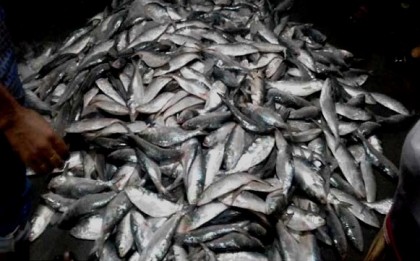 জাতীয় জাটকা সংরক্ষণ সপ্তাহ শুরু