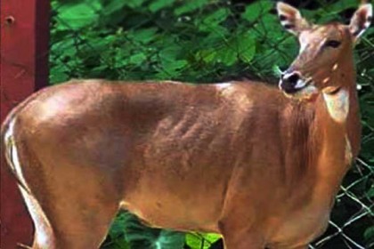 বিলুপ্ত প্রায় নারী নীলগাইটি মারা গেল