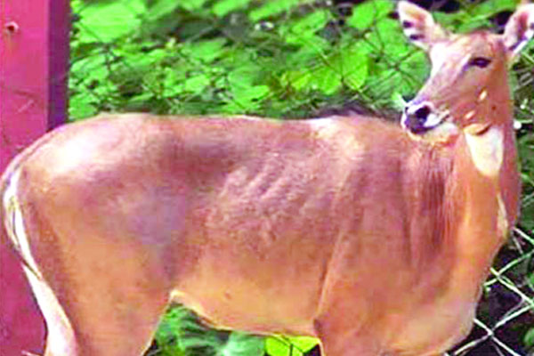 মারা গেল নীলগাই