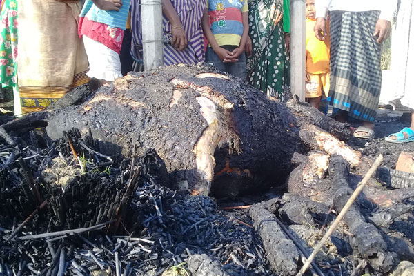 নলডাঙ্গায় অগ্নিকাণ্ড, গবাদি পশু পুড়ে ছাই
