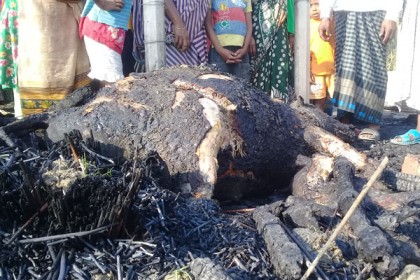 নলডাঙ্গায় অগ্নিকাণ্ড, গবাদি পশু পুড়ে ছাই
