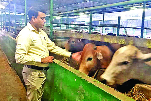 কুয়ালালামপুরে গরুর মাংসের চাহিদা মেটান বাংলাদেশি খামারি
