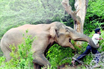 টেকনাফে বন্যহাতির আক্রমণে রোহিঙ্গা যুবক নিহত