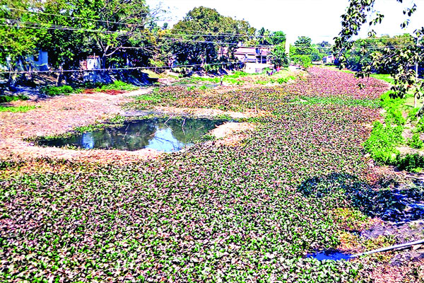 তুলসীগঙ্গা এখন কচুরিপানার ভাগাড়
