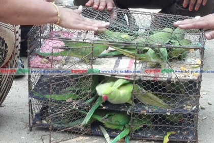 পঞ্চগড়ে পাচারের সময় ৪০ টিয়া পাখি উদ্ধার