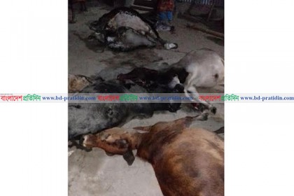 গরুর সাথে এ কেমন শত্রুতা!