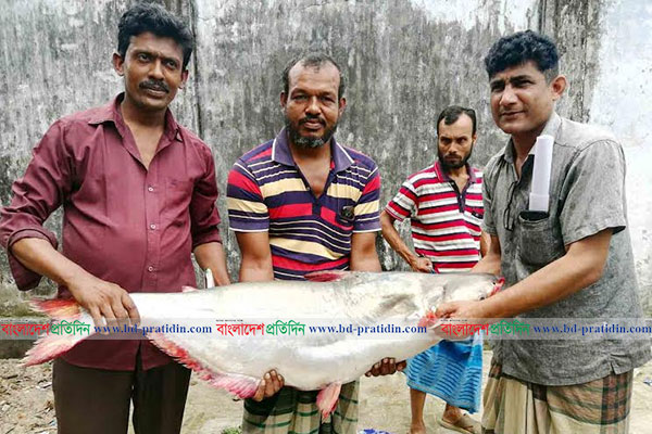 ২০ কেজি ওজনের পাঙাশ বিক্রি হল ১৯ হাজার টাকায়!