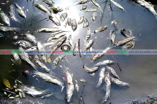 রায়পুরে মাছের সাথে শত্রুতা