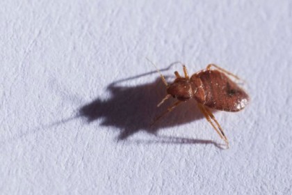 ছারপোকা কিভাবে ছড়ায়?