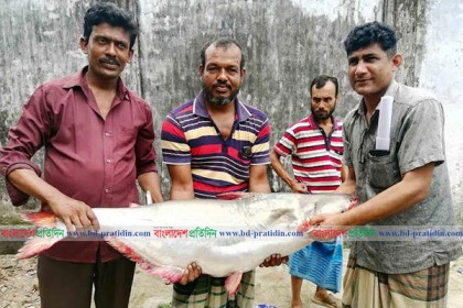 ২০ কেজি ওজনের পাঙাশ বিক্রি হল ১৯ হাজার টাকায়!