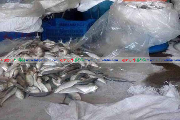 রায়পুরে চলছে জাটকা নিধনের মহোৎসব
