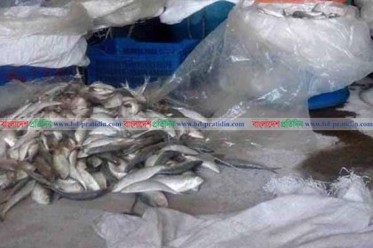 রায়পুরে চলছে জাটকা নিধনের মহোৎসব