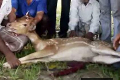 লোকালয় থেকে উদ্ধার হরিণ সুন্দরবনে অবমুক্ত

