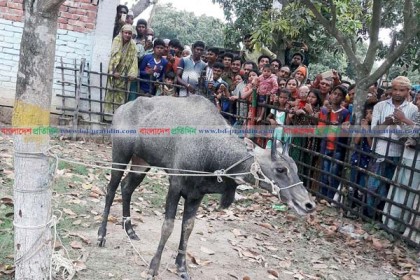 নওগাঁয় আবারও একটি নীলগাই উদ্ধার, এলাকাবাসীর ভিড়