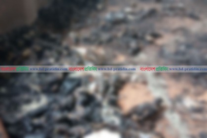 দুই সহস্রাধিক মুরগির বাচ্চার সঙ্গে শত্রুতা!