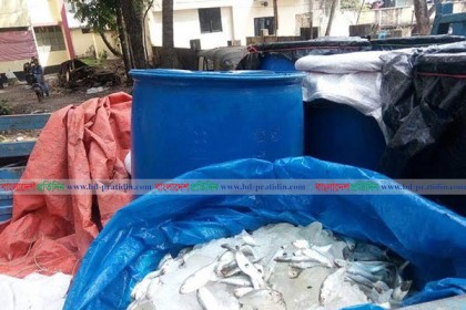 রায়পুরে ২ হাজার কেজি জাটকাসহ আটক ২