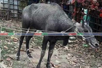 নওগাঁয় উদ্ধার নীলগাইটি এখন দিনাজপুরের রামসাগরে