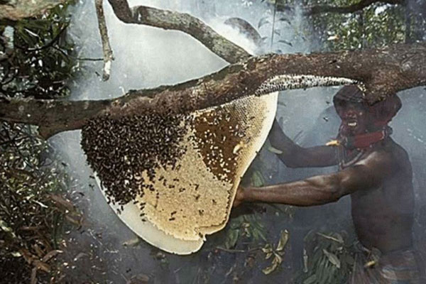 সুন্দরবনে মধু আহরণ মৌসুম শুরু

