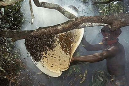 সুন্দরবনে মধু আহরণ মৌসুম শুরু

