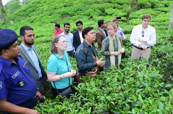 রাষ্ট্রদূতদের নিয়ে চা বাগান ঘুরলেন ড. মোমেন