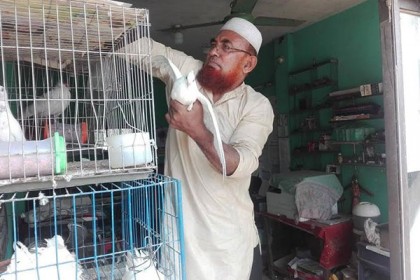 কম্পিউটার টেনিং সেন্টারে শখের কবুতর