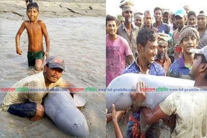 নাব্যতা সংকটের কারণে সমুদ্রে যেতে পারছে না ডলফিনটি