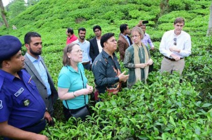 রাষ্ট্রদূতদের নিয়ে চা বাগান ঘুরলেন ড. মোমেন