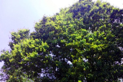 আমের মুকুলের হাসিতে হাসছে পাহাড়